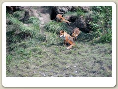 Fox den by the road