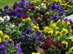 flowers-02.jpg (111610 bytes)