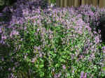 flowers-03.jpg (154773 bytes)