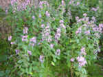 flowers-04.jpg (122163 bytes)