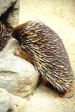 Echidna.jpg (40382 bytes)