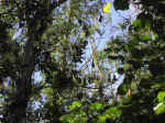 bats-02.jpg (135635 bytes)