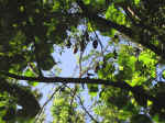 bats.jpg (102670 bytes)