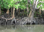 cooper_creek-06.jpg (113271 bytes)