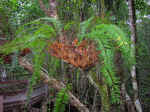 nature-walk-07.jpg (127295 bytes)