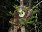 nature-walk-09.jpg (72692 bytes)