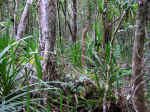 nature-walk-12.jpg (144146 bytes)
