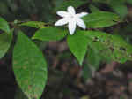 nature-walk-13.jpg (42328 bytes)