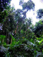 nature-walk-15.jpg (78417 bytes)
