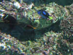 reef-09.jpg (93805 bytes)
