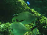 reef-18.jpg (54845 bytes)