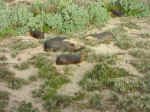seal_beach-02.jpg (111058 bytes)