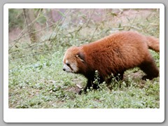 Red pandas
