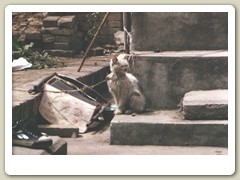 Walking around Xi'an city