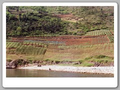 Local farming