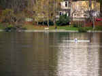lake rowing02.JPG (82943 bytes)