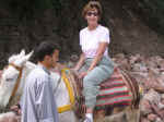 donkey04.jpg (80127 bytes)