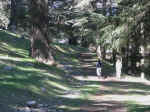 cedar02.jpg (112243 bytes)