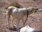 dog01.jpg (106390 bytes)