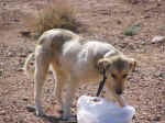 dog03.jpg (99210 bytes)
