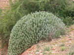 cactus02.jpg (130803 bytes)