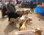 market16.jpg (111992 bytes)