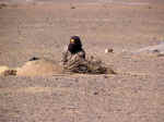 berber01.jpg (104631 bytes)