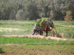 farm14.jpg (102952 bytes)