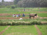 farm16.jpg (82583 bytes)